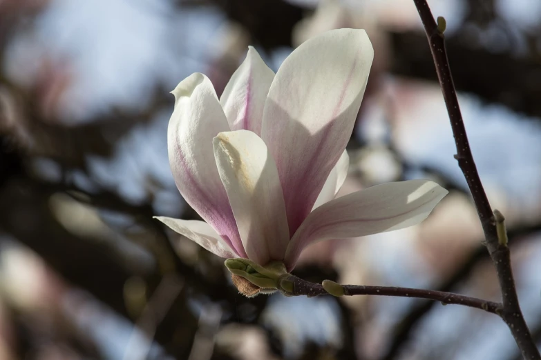 a close up of a flower on a tree, by Hans Schwarz, shutterstock, magnolia big leaves and stems, white and pink, early spring, softly shadowed