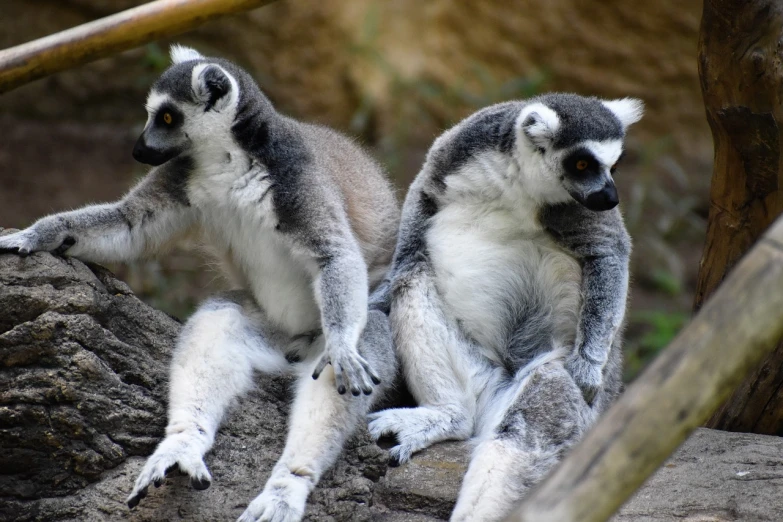 a couple of lemurs sitting on top of a rock, pexels, figuration libre, sitting on a curly branch, version 3, highly relaxed, shiny silver