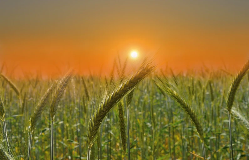 a field of wheat with the sun setting in the background, by Karl Pümpin, precisionism, organic detail, composite, istockphoto, orange sun set