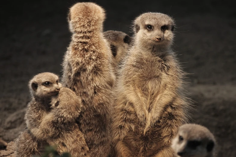a group of meerkats standing next to each other, a portrait, by Dietmar Damerau, renaissance, cinematic shot!, family photo, eyes!, hard morning light