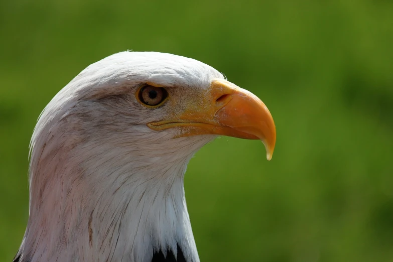 a close up of a bald eagle with a green background, shutterstock, modern high sharpness photo, with a white muzzle, high res photo