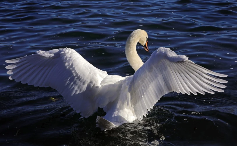 a white swan with its wings spread out in the water, a picture, by Matt Stewart, pixabay, stock photo, sam weber, with arms up, elegant regal posture