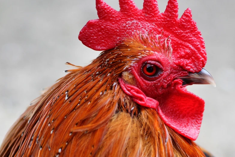 a close up of a rooster with a red comb, a portrait, pexels, version 3, red horns, 3 4 5 3 1, orange head