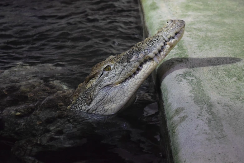 a close up of a crocodile in a body of water, a picture, sumatraism, in the zoo exhibit, museum quality photo, flash photo, very slightly smiling
