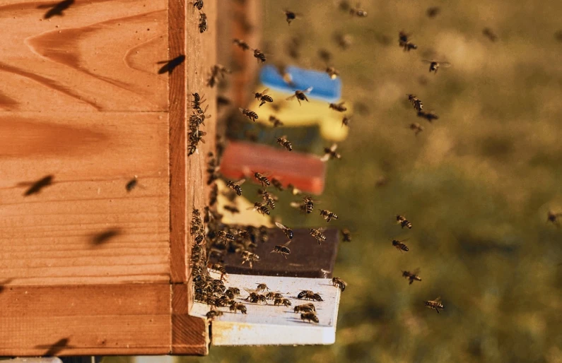 a bunch of bees that are flying in the air, by Dietmar Damerau, happening, view from the side, honey and bee hive, shot at golden hour, version 3