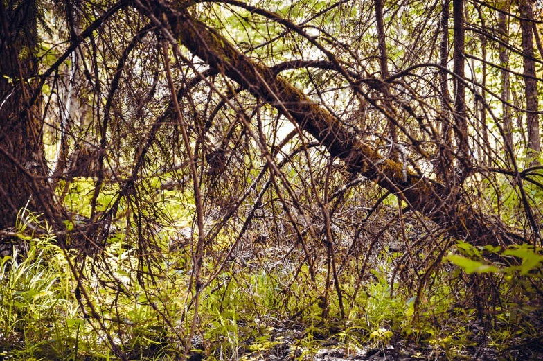 a red fire hydrant sitting in the middle of a forest, inspired by Patrick Dougherty, realism, trees. wide view, branches composition abstract, in the style bev dolittle, photograph captured in a forest