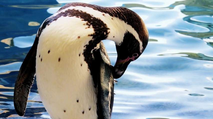 a penguin that is standing in the water, by Jan Rustem, flickr, high detail and high contrast, bending over, eating, cut