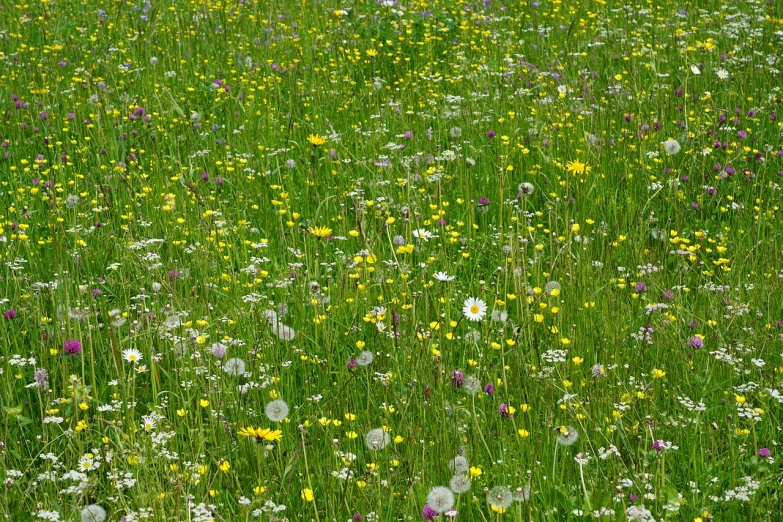 a field full of yellow, white, and purple flowers, by Erwin Bowien, dandelion, green meadows, vienna, cornwall