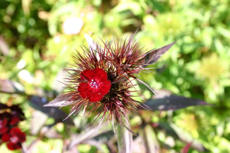 a close up of a flower with a blurry background, hurufiyya, black-crimson color scheme, spikes on the body, very sharp photo