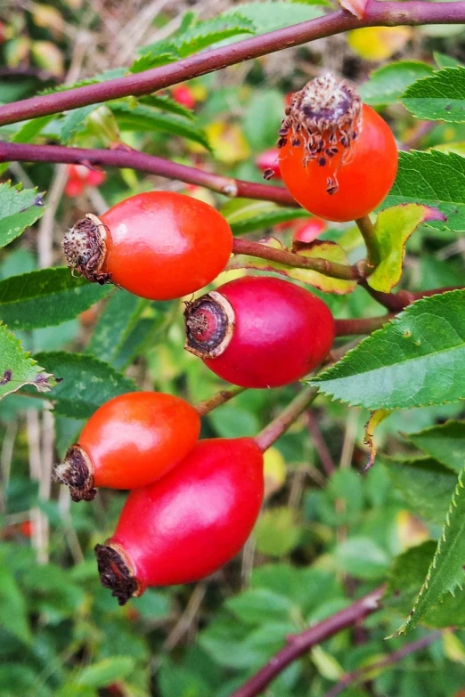 a close up of a bunch of fruit on a tree, by Lorraine Fox, hurufiyya, red rose, hips, 🦩🪐🐞👩🏻🦳, rose twining