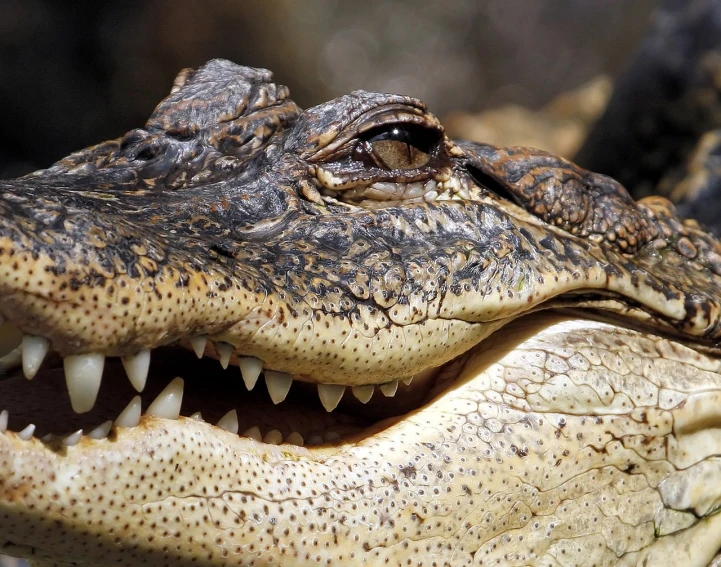 a close up of an alligator with its mouth open, hurufiyya, photograph credit: ap, smirking, greg rutwoski, closeup photo