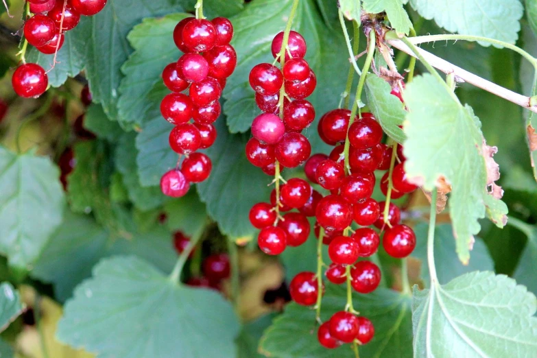 a bunch of red berries hanging from a tree, wearing gilded ribes, avatar image, vibrantly lush, rubies
