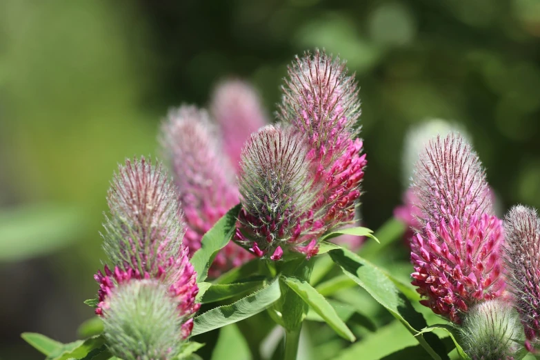 a group of pink flowers sitting on top of a lush green field, a macro photograph, hurufiyya, cone shaped, often described as flame-like, bushy beard, very sharp photo