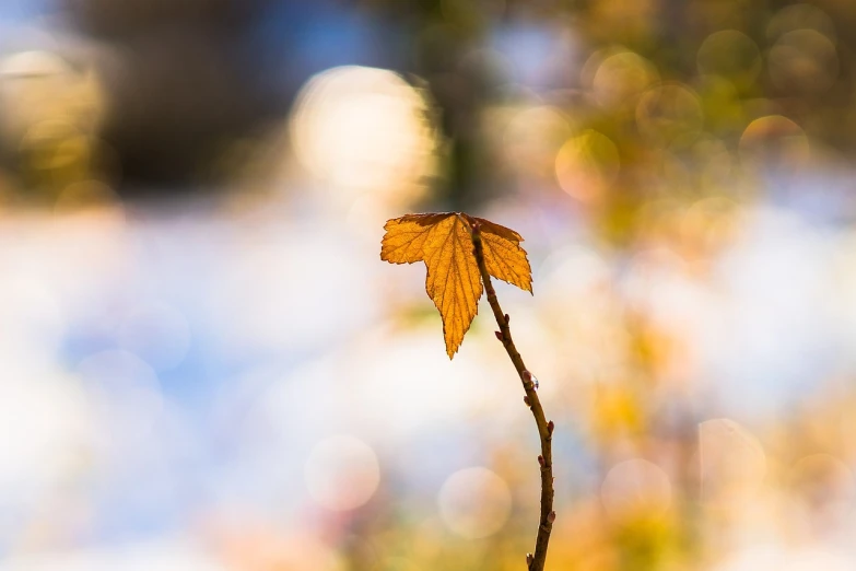 a close up of a leaf on a twig, a picture, by Etienne Delessert, unsplash, autumn bokeh, golden colour, bokeh dof sky, back - lit