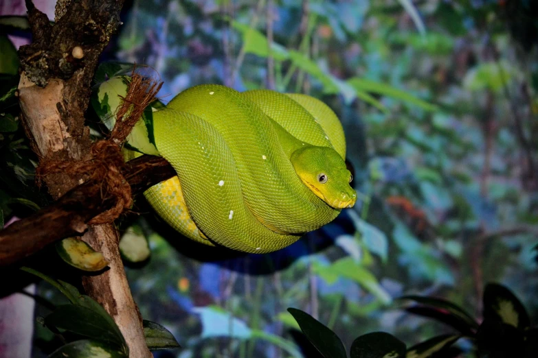 a green snake sitting on top of a tree branch, flickr, renaissance, in a deep lush jungle at night, green and yellow colors, brimstone, snake-face female guard