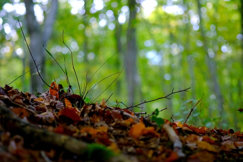 a pile of leaves sitting on top of a forest floor, a tilt shift photo, realism, looming over ant pov, depth of field 8k, (((forest))), small quills along it's back