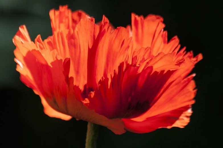 a close up of a red flower on a stem, by Jan Rustem, romanticism, epic red - orange sunlight, poppy, flowers with very long petals, bright on black