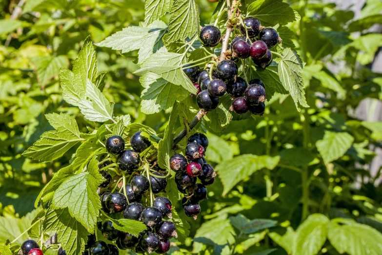 a close up of a bunch of berries on a tree, a portrait, shutterstock, bauhaus, black, vibrant foliage, high quality product image”