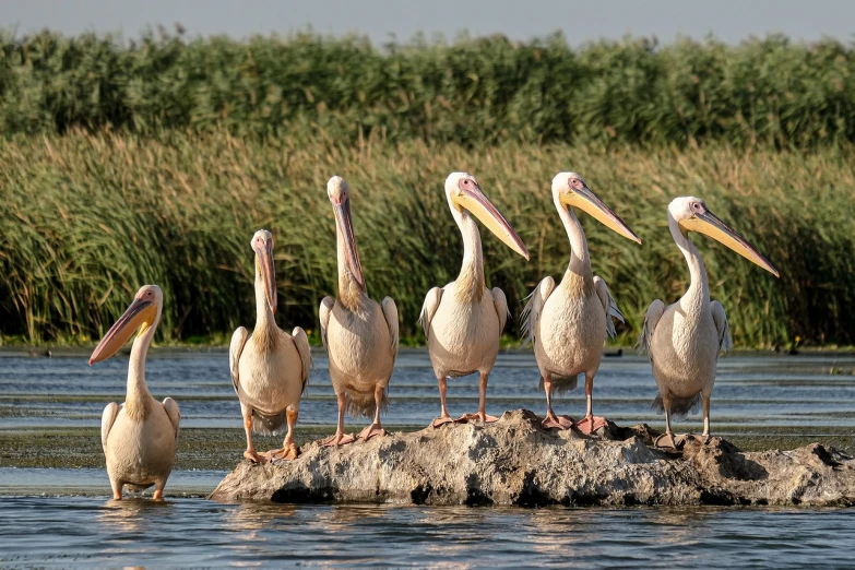a group of pelicans standing on a rock in the water, a portrait, shutterstock, egypt, marsh, high res photo, panoramic