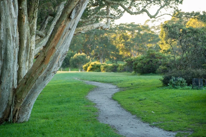 a wooden bench sitting on top of a lush green field, inspired by Frederick McCubbin, shutterstock, visual art, tree-lined path at sunset, sydney park, rocky ground with a dirt path, root system