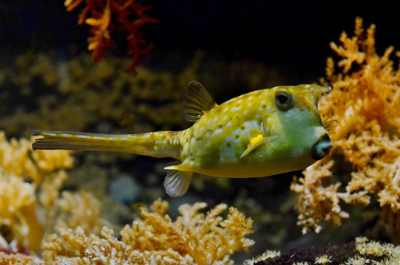 a close up of a fish in an aquarium, by Robert Brackman, flickr, mingei, spiky, looking to the right, cory, trending photo