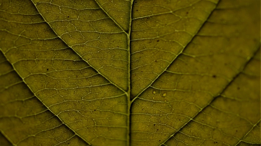 a close up of a leaf of a plant, a macro photograph, by Andrew Domachowski, renaissance, took on ipad, iphone wallpaper, very detailed picture, very detailed photo