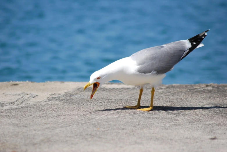 a close up of a bird on a beach, pexels, devouring, on the concrete ground, manly, seagull