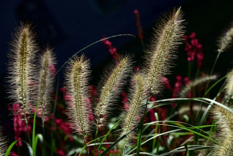 a close up of a bunch of tall grass, by David Garner, pixabay, hurufiyya, bottlebrush, 2 4 mm iso 8 0 0 color, fox tail, from wheaton illinois