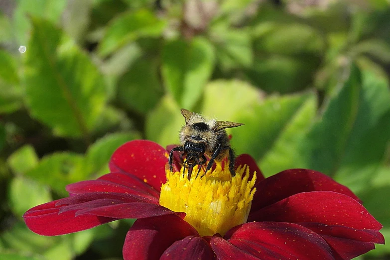 a bee sitting on top of a red flower, a photo, by Susan Heidi, vanitas, red-yellow colors, holding it out to the camera, bumblebee, diana levin