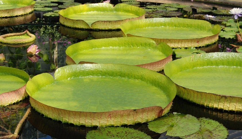 a pond filled with lots of green water lillies, a photo, by Robert Brackman, hurufiyya, random circular platforms, sitting on a leaf, flying saucers, very large scales