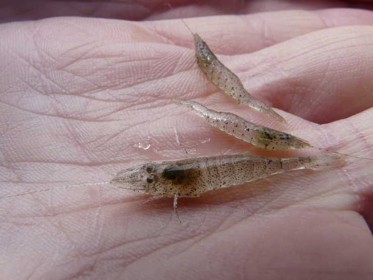 two small shrimp sitting on top of a person's hand, by Robert Brackman, flickr, hurufiyya, flaring gills and baleen, hatched pointed ears, transparent carapace, tremella fuciformis