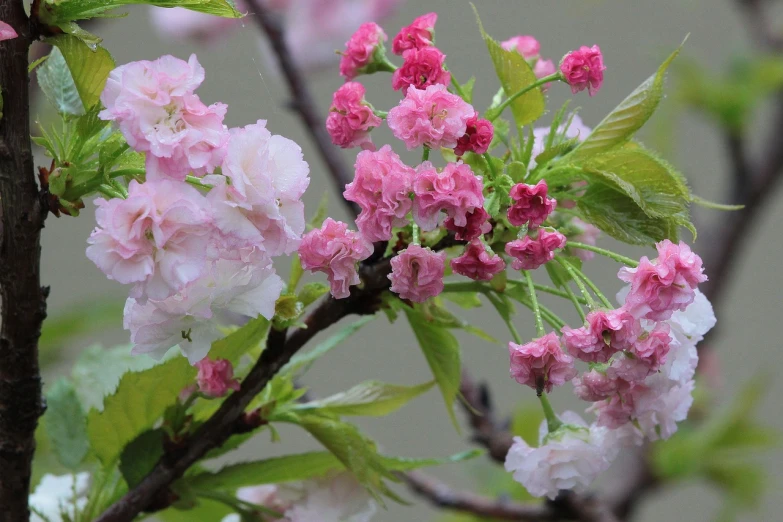 a close up of some pink flowers on a tree, by Rainer Maria Latzke, flickr, cherries, 1 6 x 1 6, close up of iwakura lain, just after rain