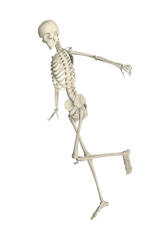 a black and white photo of a skeleton on a skateboard, a raytraced image, by Muirhead Bone, featured on zbrush central, frantic dancing pose, walking to the right, botany bones, medical image