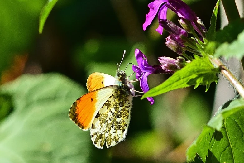 a close up of a butterfly on a flower, a macro photograph, pixabay, sōsaku hanga, orange and white, verbena, ivy, right side composition