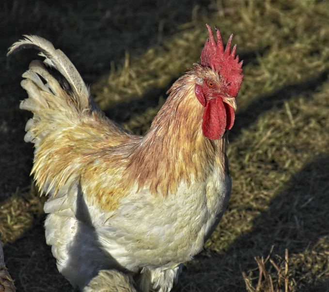 a chicken that is standing in the grass, a portrait, renaissance, winter sun, his hair moves with the wind, flash photo