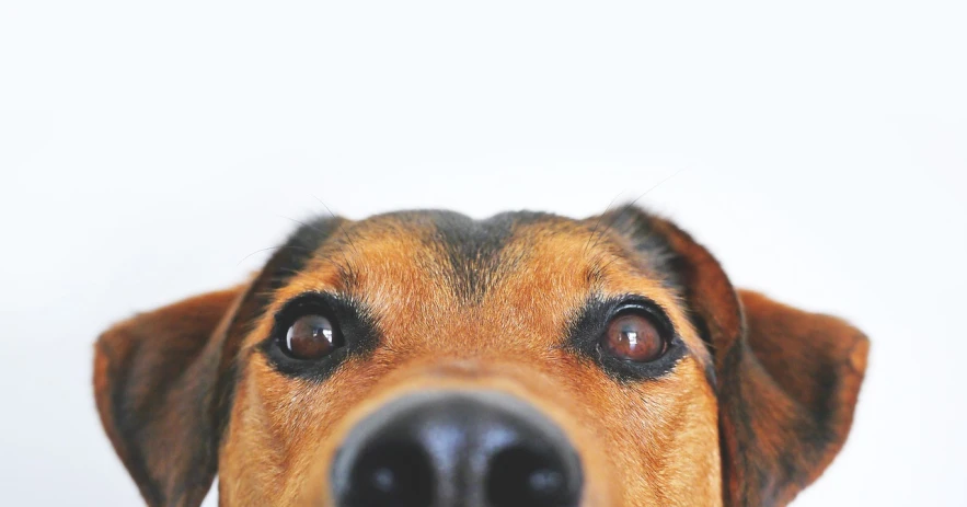 a close up of a dog's face with a white background, a stock photo, photorealism, long crooked nose, about to step on you, worm's eye view from the floor, square nose