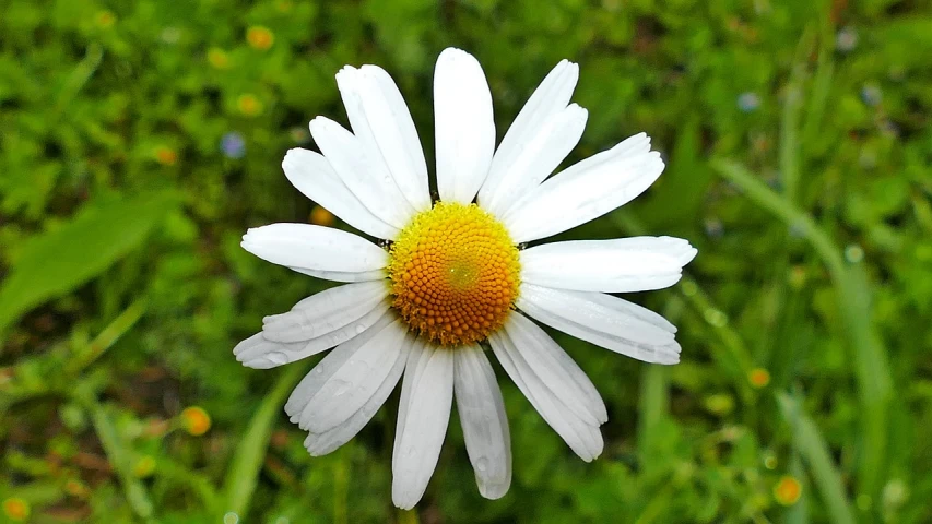 a white flower sitting on top of a lush green field, a portrait, by Tom Carapic, pixabay, chamomile, symmetry!!!, hyperdetailed!!, body shot