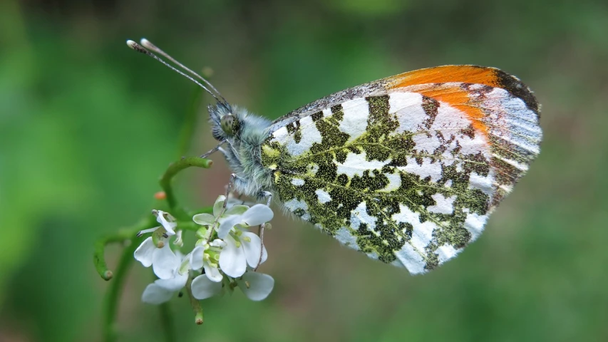 a close up of a butterfly on a flower, by Dietmar Damerau, flickr, sōsaku hanga, meat and lichens, orange and white, side-view, clover