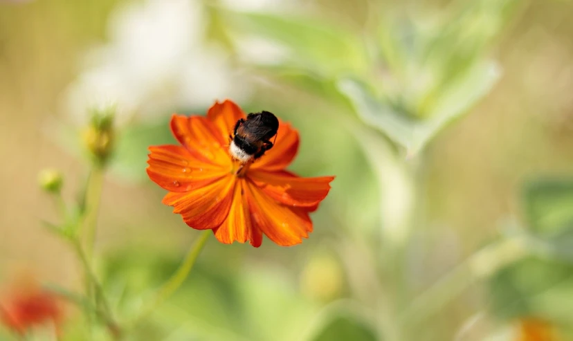 a bee sitting on top of an orange flower, a macro photograph, romanticism, crimson - black bee army behind, cosmos, 2 0 2 2 photo