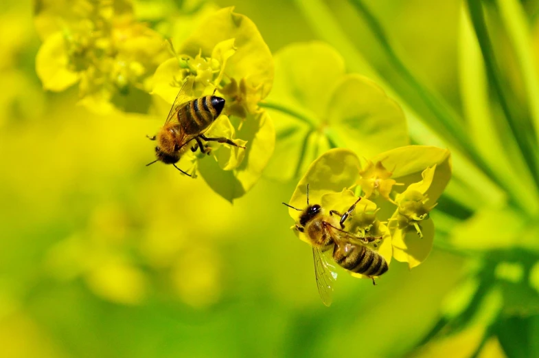 a couple of bees sitting on top of a yellow flower, by Linda Sutton, shutterstock, avatar image, green and yellow colors, osr, liquid gold