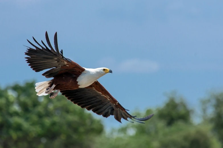 a bird that is flying in the sky, by Dietmar Damerau, hurufiyya, eagles, on the african plains, benjamin vnuk, wildlife preservation