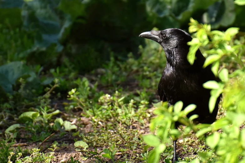 a black bird standing on top of a lush green field, a portrait, inspired by Gonzalo Endara Crow, shutterstock, renaissance, black shiny eyes, ready to eat, very sharp and detailed photo, amongst foliage