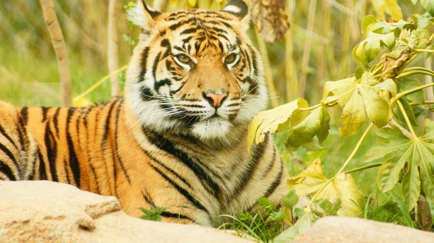 a tiger that is laying down in the grass, a picture, flickr, sumatraism, avatar image, 1080p, sitting on tiger cavalry, looking at camera