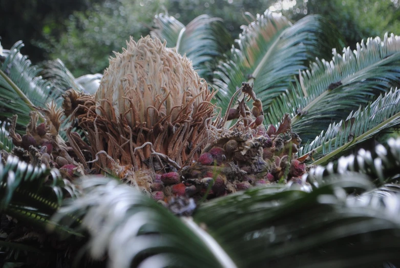 a close up of a plant with lots of leaves, flickr, hurufiyya, tree palms in background, an alien fruit, resembling a crown, fearow