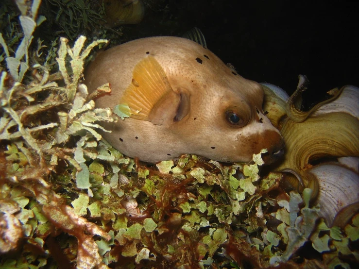 a puffer fish laying on top of a bed of moss, by Robert Brackman, flickr, mingei, over the head of a sea wolf, on flickr in 2007, australian, hut