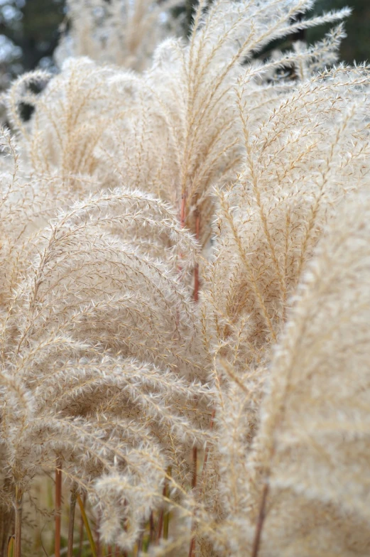 a close up of a bunch of tall grass, by Thomas Häfner, hurufiyya, sand color, plume made of fractals, glittering and soft, cotton