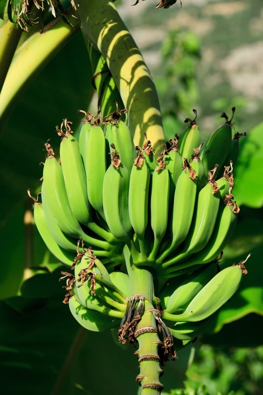 a bunch of green bananas hanging from a tree, shutterstock, large exotic flowers, closeup photo, stock photo