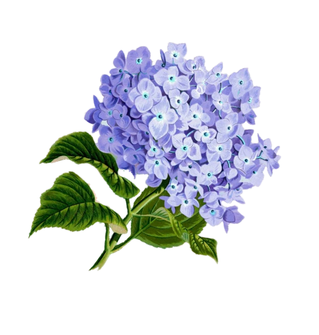 a painting of a purple hydrant with green leaves, a digital rendering, by Kanō Tan'yū, shutterstock, sōsaku hanga, an isolated hydrangea plant, on black background, high detail illustration, realistic flowers oil painting