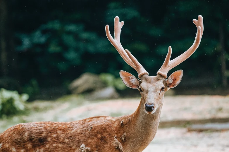 a deer that is standing in the dirt, pexels contest winner, realism, elegant face, closeup 4k, 🦩🪐🐞👩🏻🦳, in deep forest hungle