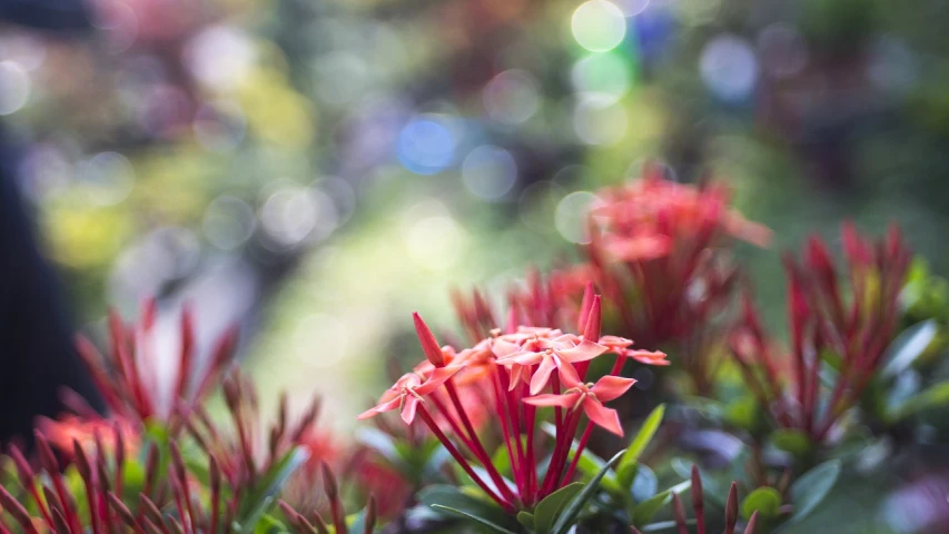 a group of red flowers sitting on top of a lush green field, a picture, by Etienne Delessert, macro shot lens flare, plumeria, cactus and flowers, bokeh photo